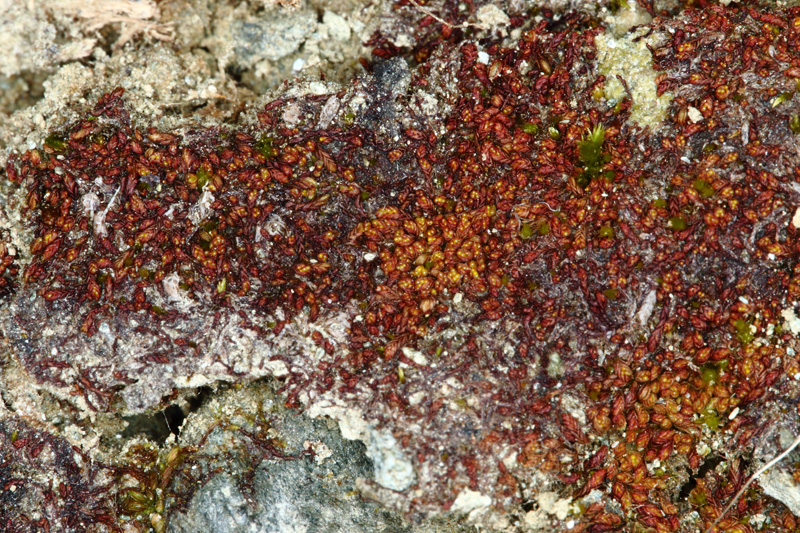 Solenostoma gracillimum